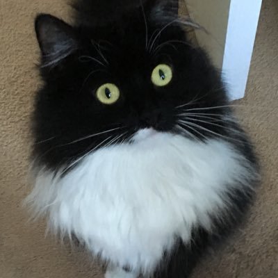 MrsGilesFarmer's profile picture. Cat and animal lover. Proud wife of ex emergency services worker/ex Sapper. Military history enthusiast.