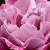 Mississauga Master Gardeners (@mississaugamgs) Twitter profile photo Mississauga Master Gardeners (@mississaugamgs) Twitter profile photo