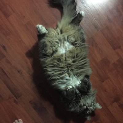 Spider_ella's profile picture. Crafty creative