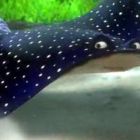 Mr. Ray (@mmr_ray) 's Twitter Profile