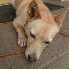 山頂の寺と崖っぷち犬 金剛山安楽寺改め Kongousennoue Twitter 山頂の寺と崖っぷち犬 金剛山安楽寺改め Kongousennoue Twitter