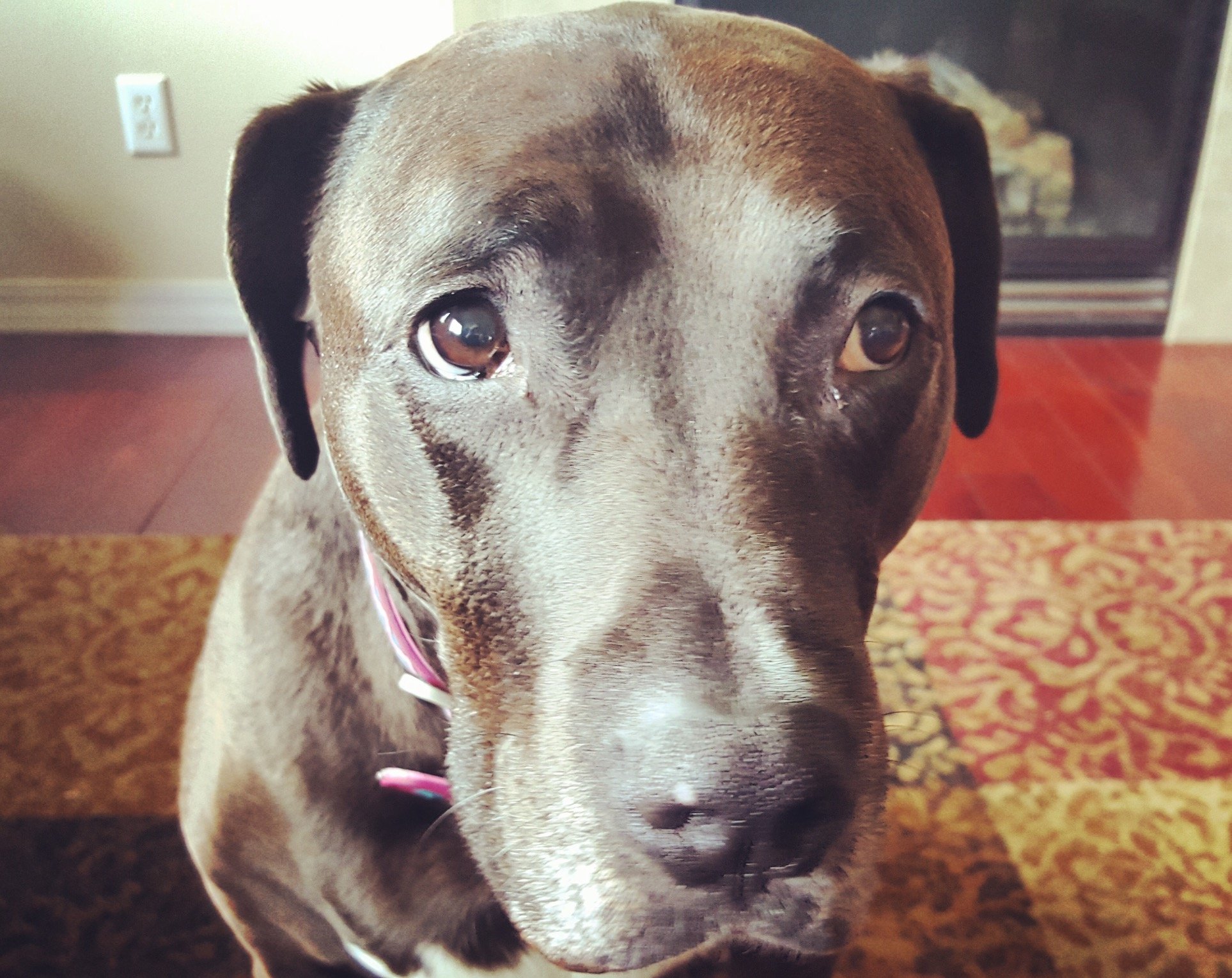 CuteDogBearPig's profile picture. 