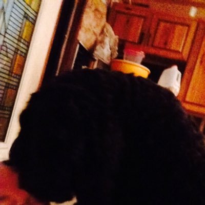 Disabled Vet, ProDemocracy proponent, anti-fascism, ANTIFA? Mostly retired attorney, still licensed. Soon to be a Breeder of the AUSTRALIAN COBBERDOG.