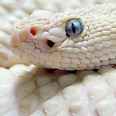 stoicsnake Profile Picture