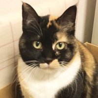 Yoshiaki Okuyama ペットショップに行く前に保護犬猫を (@hogonekonyanko) 's Twitter Profile