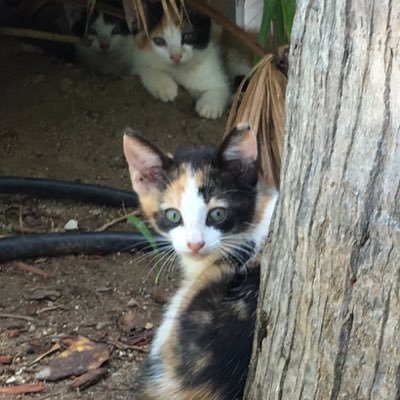 kathcavan's profile picture. 