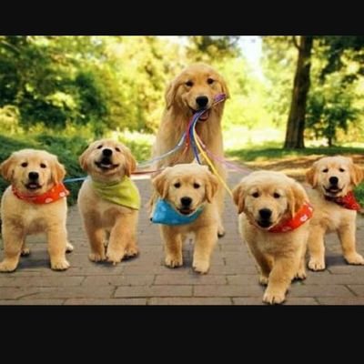 Sevimli_patiler🐾 Profile