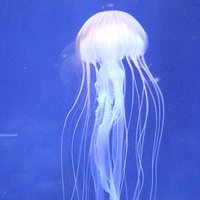 ノーカラー』の評価や評判、感想など、みんなの反応を1日ごとにまとめ ...