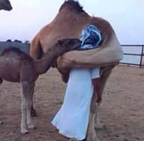 alhajj51671564's profile picture. 