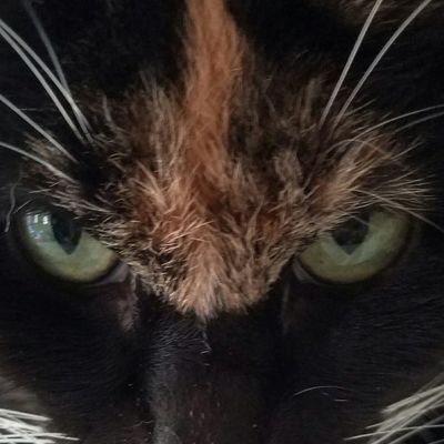 Amomsheart3's profile picture. 