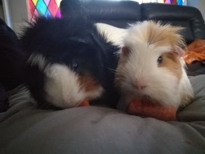 Bunny Boarding & Guinea Pigs Too.
* Offer home from home boarding for rabbits&guinea pigs
* Outdoor hutch
* Also Pet Minding (various pets)
* Fully Insured