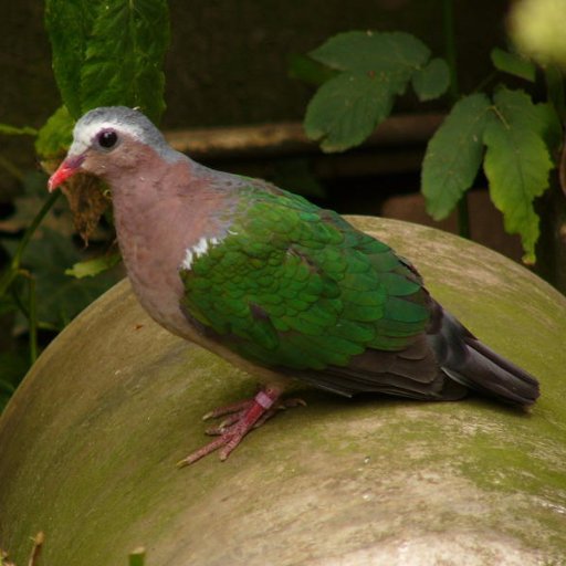 CockJeannine's profile picture. 