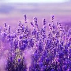 Tranquility_Spa's profile picture. Locally owned & grown..Providing cbus a tranquil retreat for 15+ years, with 20 years experience in relaxation and corrective spa services.