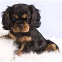 Everything Cavalier King Charles Spaniel. 

Visit our website to find cute pictures, training tips & tricks, toys, t-shirts and more!