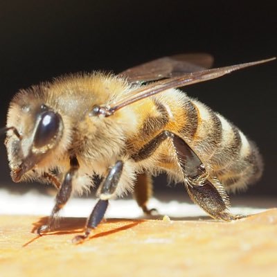 Ich war auf der Suche nach etwas Nützlichem mit der Natur. Warum nicht mit Bienen arbeiten. So entstand https://t.co/dgAMOBelQw 🇩🇪🐝