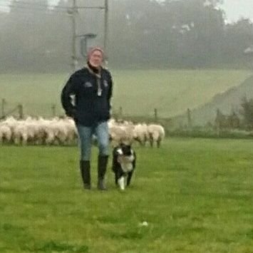 Mum to two beautiful children and self employed shepherd looking after 650ish mule ewes. Owner of 3 dogs, 2 horses and hopefully soon own sheep.