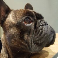 Dante The Frenchie (@dantefrenchie) 's Twitter Profile