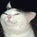 Indigo_909's profile picture. I'm a fucking nerd and tomboys are dope.