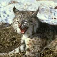 Rogue Lynx rufus (@lynxrogus) 's Twitter Profile