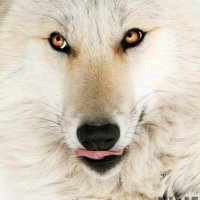 Sue Leugers (@sueleugers) 's Twitter Profile