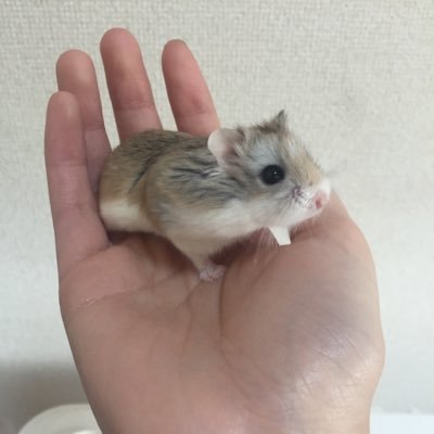 ✩ﾛﾎﾞﾛﾌｽｷｰﾜｻﾜｻ…✩飼い主は23♀ 無言ﾌｫﾛｰ失礼します！ﾍﾟｯﾄ好き様、ﾊﾑ飼い様、[+フォローする]ボタンお願いします！ﾌｫﾛﾊﾞは気づき次第返します(*´ｰ`*) 画像動画無断転載お断り！保存はご自由に！主鬱etc持ちなのでお許しください…警鐘を鳴らしたりハムスター惚気たりするアカウント🐹