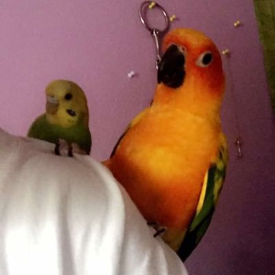 My name is Punky i am a sun conure parrot! I'm 2 yrs old! I love Traveling, grapes, pictures, showers and making YouTube videos! So follow and go subscribe❤️️