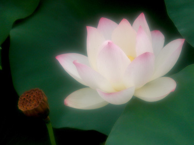 ayatana_healing's profile picture. アーユルヴェーダ、アロマセラピーのサロン、スクールです。自然と調和し、穏やかに、健やかに、清らかに、美しく、輝く日々を過ごすお手伝いができればうれしく思います。  サロンのお知らせやワークショップ情報の発信をしていきます。セラピストのつぶやきも。インドのアシュラムで毎年修行?しています。