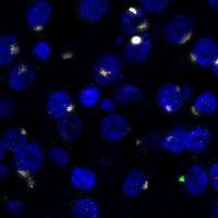 Adrian Isaacs Lab (@adrianisaacslab) 's Twitter Profile