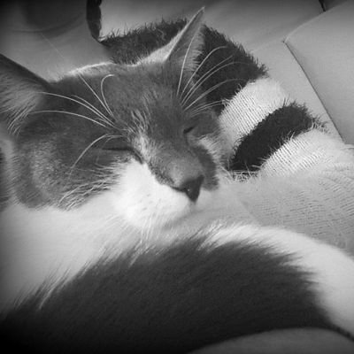 spiegelei_bam's profile picture. Kickboxen