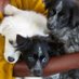 Jakaranda Vet Clinic & Surgery (@jaca_vet_clinic) Twitter profile photo
