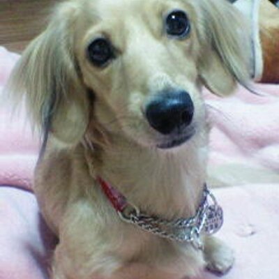石川智美 Leafe T Twitter