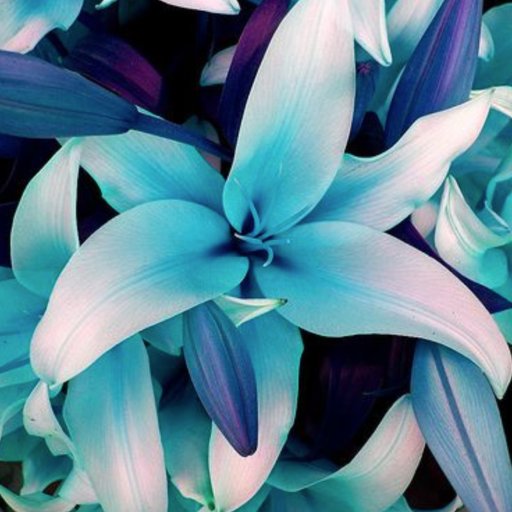 purpose_flowers's profile picture. Flowers For any Occasion