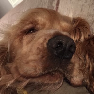 SturkTanya's profile picture. 