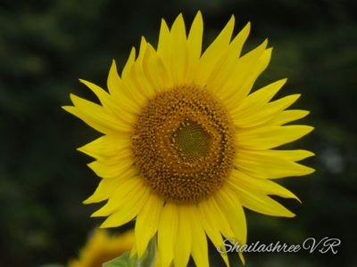 Shailashree (@shailashree87) | Twitter