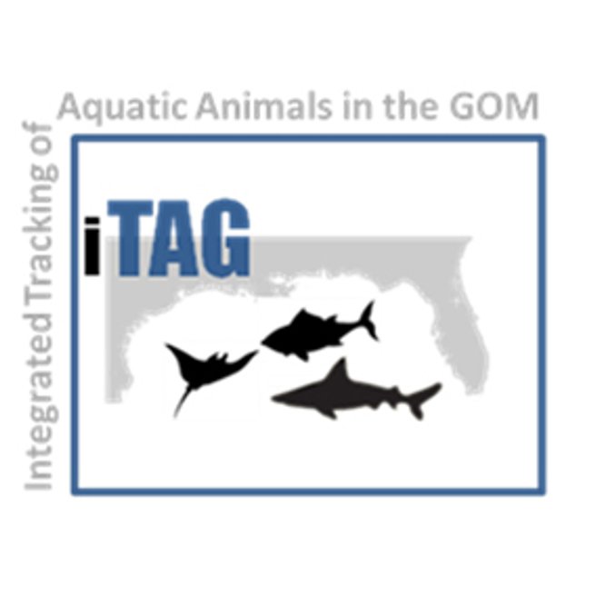 iTAG, or integrated track of aquatic animals across the Gulf of Mexico, is a research network that connects telemetry researchers within the Gulf of Mex.