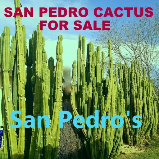 awco1988's profile picture. SAN PEDRO CACTUS CUTTINGS FOR SALE ( T. PACHANOI )