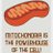 DLSMitochondria's profile image