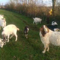 Irish Goat Meat (@irishgoatmeat) 's Twitter Profile