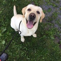 lab-com@X1-20i (@labrador_com) 's Twitter Profile
