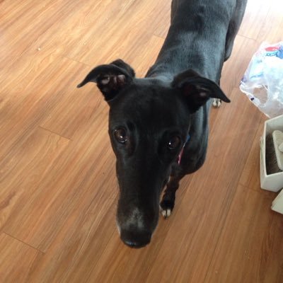 Lots of dog and pet related products for sale on our website. Home made cookies, jerky and pet treats. FB page /Premiumpetco