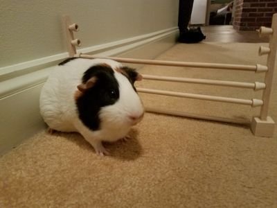 I'm a 2.5 year old rescued guinea pig. My family has grown over the years. I now have 7 piggie siblings, a horse brother, and a lizard brother!