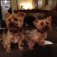 Joan Mcdonough (@spanky2730) 's Twitter Profile