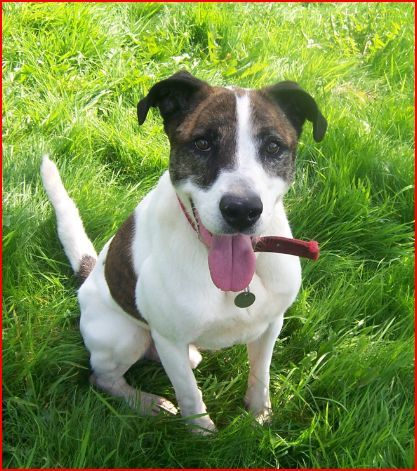 CheshireDogs'Home Profile