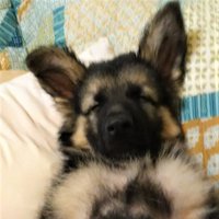 GSD Puppies (@gsdpuppies1) 's Twitter Profile