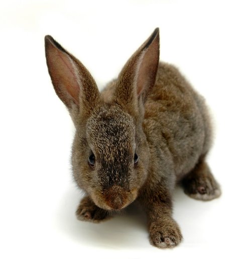 ace1104's profile picture. 