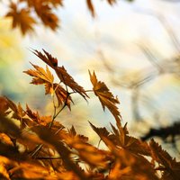 Herbstgezwitscher (@herbstlein) 's Twitter Profile