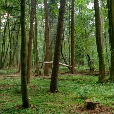 _Verwurzelt_'s profile picture. Hier ist alles, was für den Main-Account zu öffentlich ist: Kink, Arbeit, &quot;krass persönliches&quot;, o.ä. | Liebe meine Lieblingsmenschen ❤️ | Pronomen: er