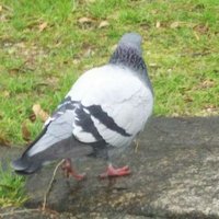 えむだ (@yagijanaizoi) 's Twitter Profile Photo