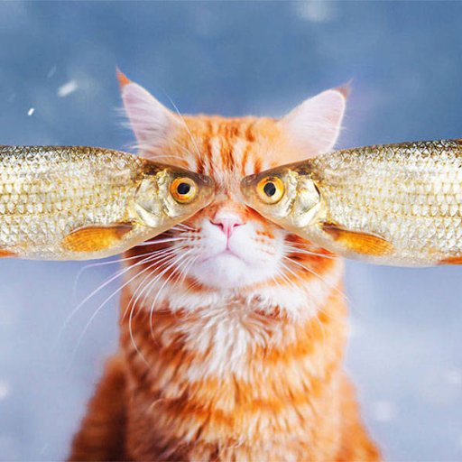 Olivelendive's profile picture. Photographe