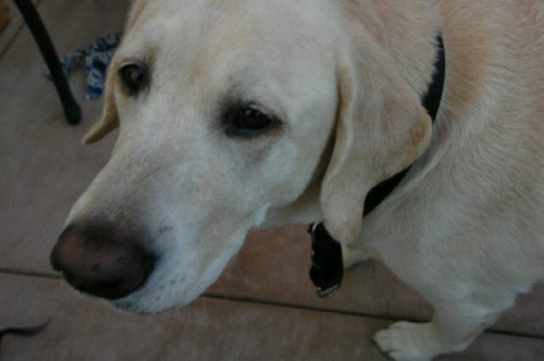 randalcisney's profile picture. Redondo Beach, California